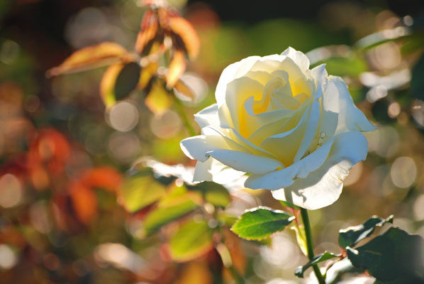 close-up of a pale yellow-white rose with sunlight coming throught the petals