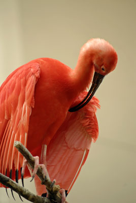 a Scarlet Ibis at Bird Kingdom