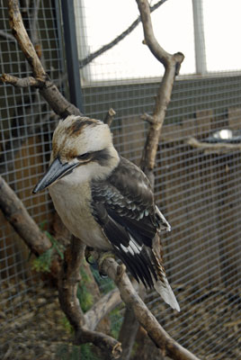 a Laughing Kookaburra