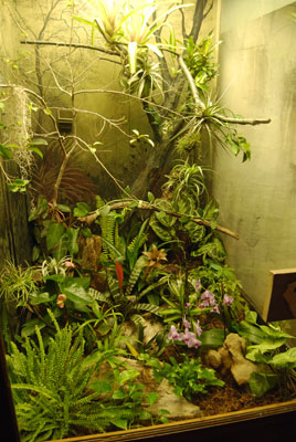 a gecko diplay inside the tea house
