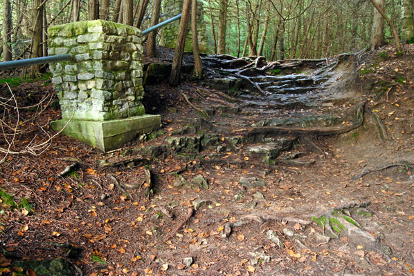 roots criss-cross the gorge trail