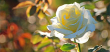 image of rose at Rosetta McClain Gardens