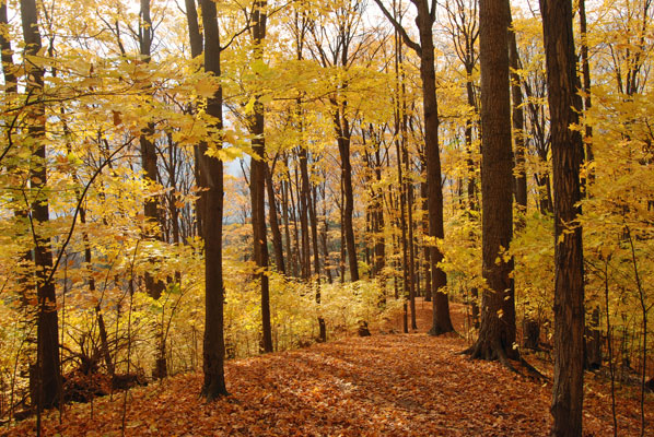a woodland scene with golden fall leaves at the Kortright Centre for Conservation