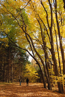 a hiking trail at the Kortright Centre is framed by arching trees