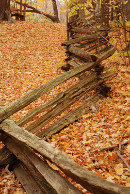 an old cedar fence runs through a carpet of fallen leaves