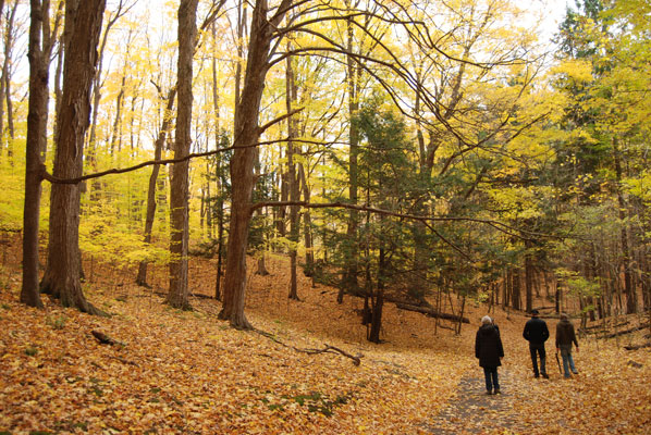 visitors walk among the fallen leaves at the Kortright Centre for Conservation