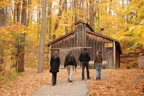 visitors walk towards the sugar shack among golden fall trees