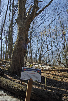 an ancient maple in the woods of the Kortright Centre