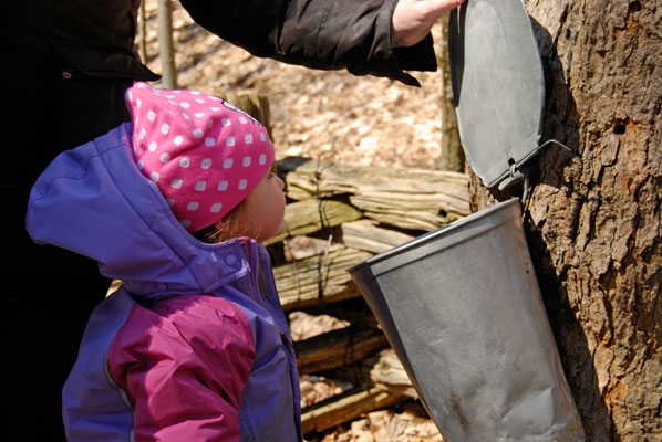 a small girl looks inside a maple sap bucket hung on a tree