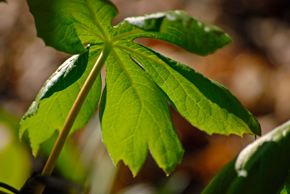 close-up of the leaves of a woodland plant