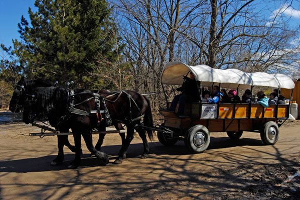 visitors ride in a horse drawn wagon at maple syrup time