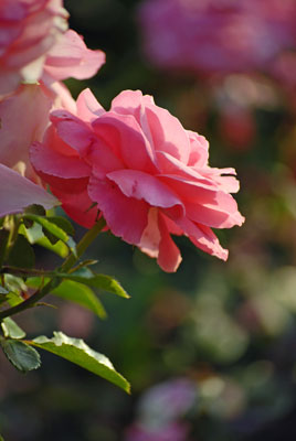 close-up of a pink rose
