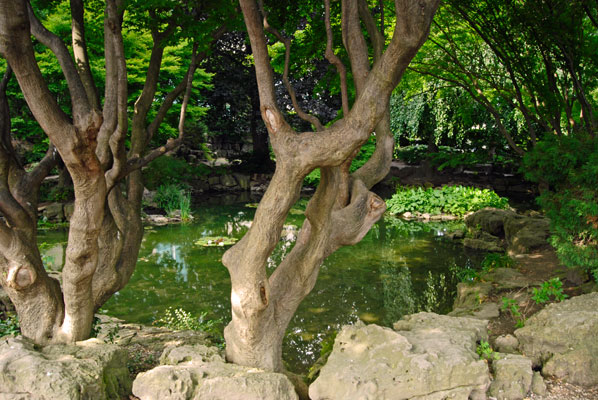 sculptural tree forms frame a pretty pond in Oakes Garden Theatre